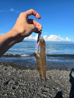 エソの釣果