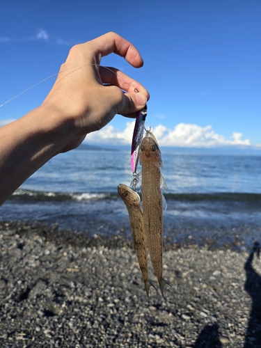 エソの釣果