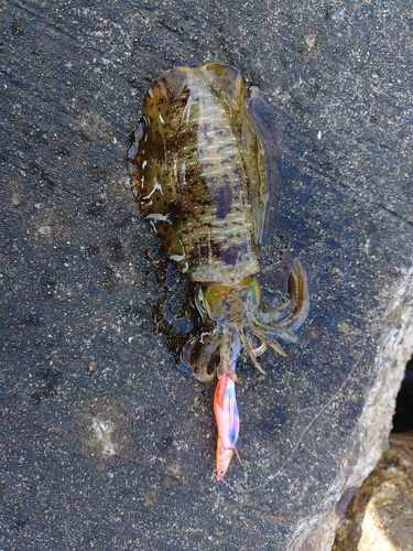 アオリイカの釣果