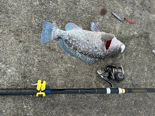 ツチホゼリの釣果