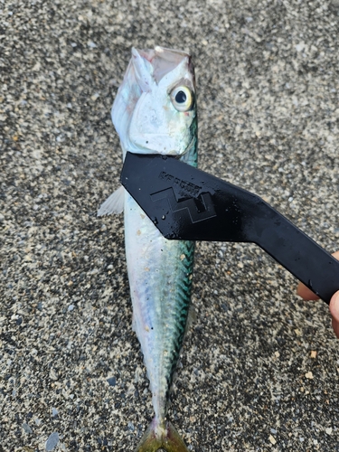 サバの釣果