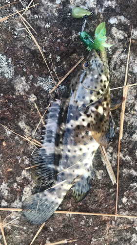 ヤイトハタの釣果