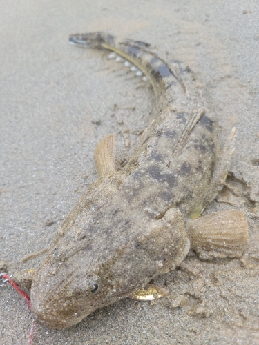 マゴチの釣果