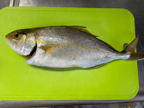 ショゴの釣果