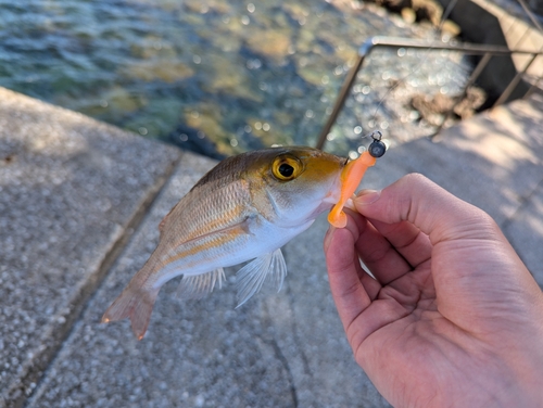 イトフエフキの釣果