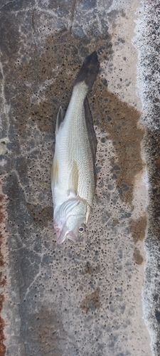 イシモチの釣果