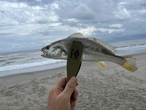 ニベの釣果