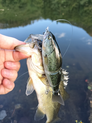 ラージマウスバスの釣果