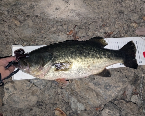 ブラックバスの釣果