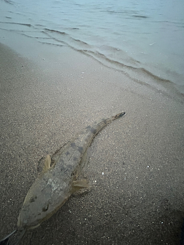 マゴチの釣果