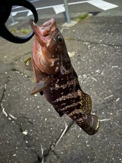 アコウの釣果