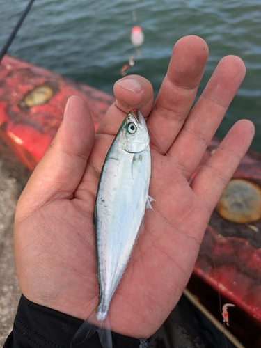 ミナミイケカツオの釣果