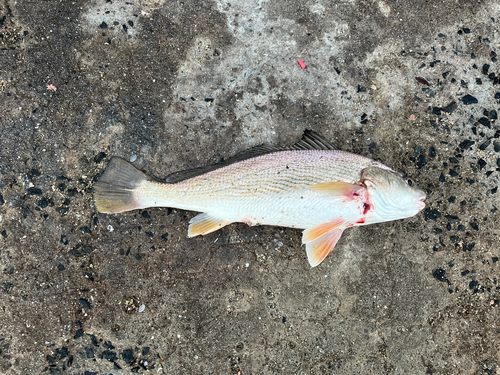 ニベの釣果