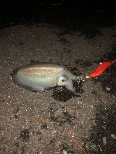 シリヤケイカの釣果