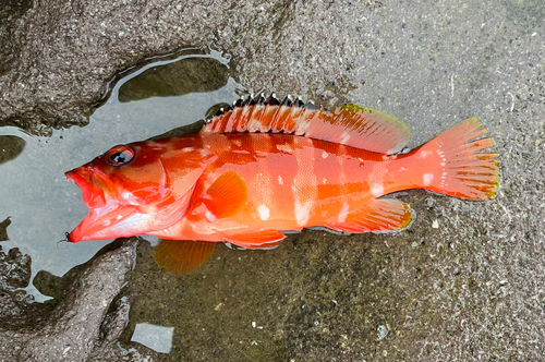 アカハタの釣果