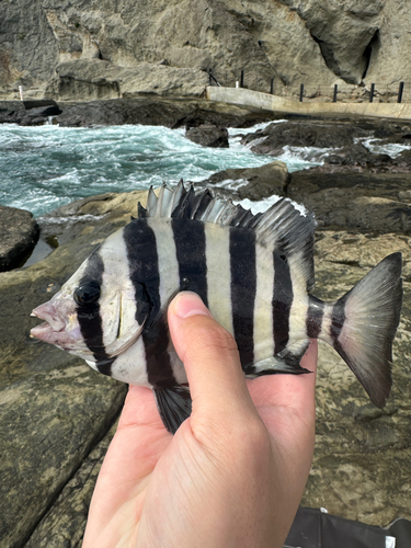 イシダイの釣果