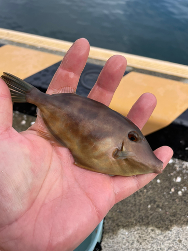 イナダの釣果