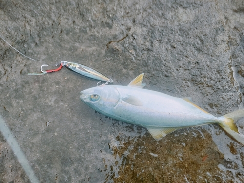 ワカシの釣果