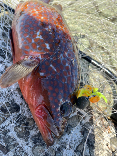 キジハタの釣果