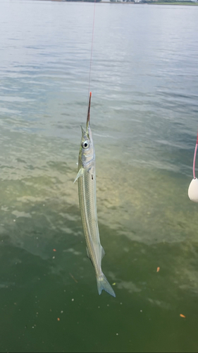 サヨリの釣果