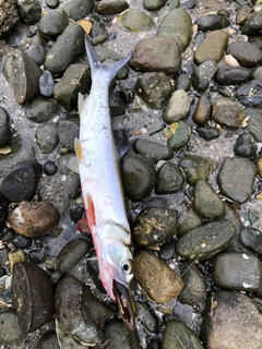 カライワシの釣果