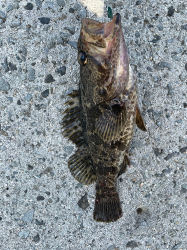 タケノコメバルの釣果