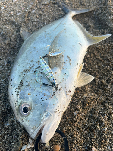 メッキの釣果