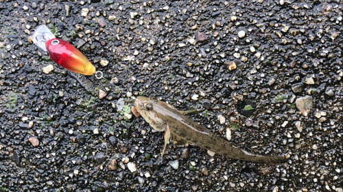 マハゼの釣果