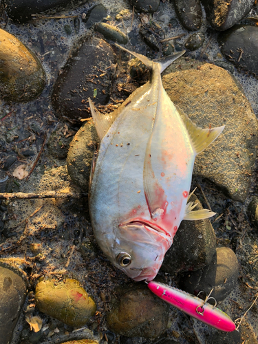 メッキの釣果