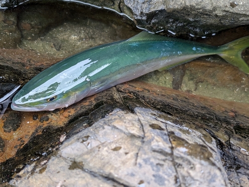 イナダの釣果