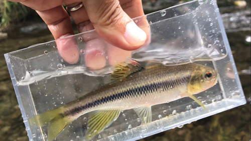 カワムツの釣果