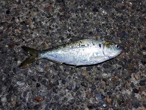 コノシロの釣果