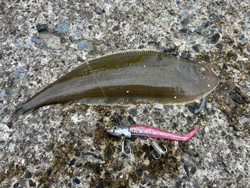 シタビラメの釣果