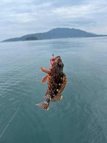 アラカブの釣果