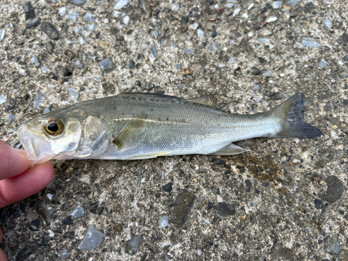 セイゴ（ヒラスズキ）の釣果