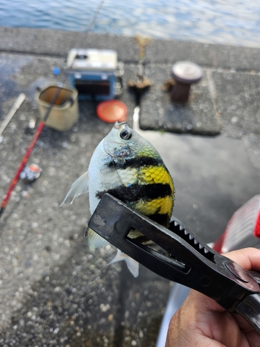 ヘダイの釣果