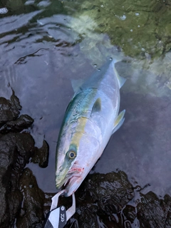 イナダの釣果