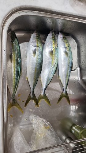 ヤズの釣果