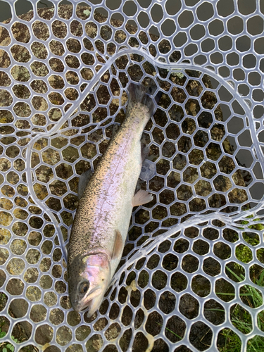 トラウトの釣果