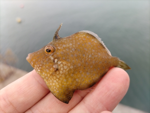 カワハギの釣果