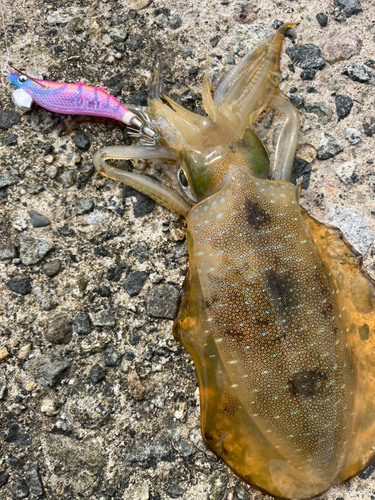 アオリイカの釣果