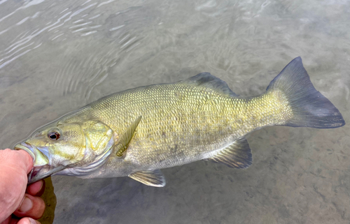 スモールマウスバスの釣果