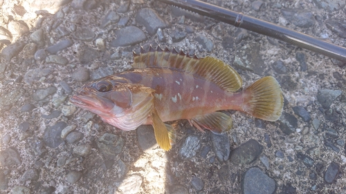 アカハタの釣果