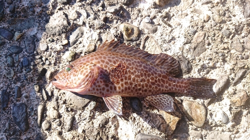 オオモンハタの釣果