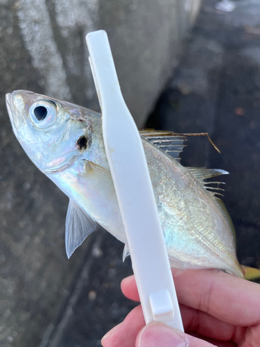 タチウオの釣果