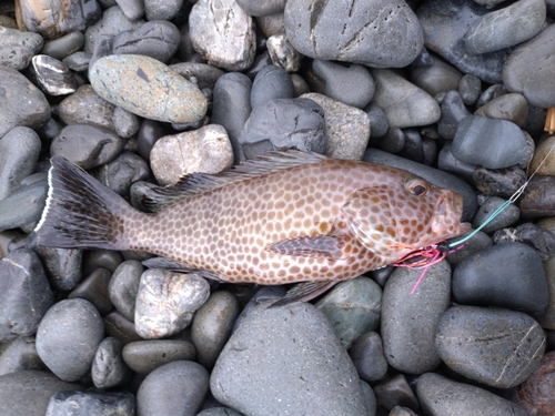 オオモンハタの釣果