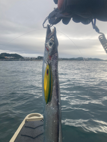 タチウオの釣果