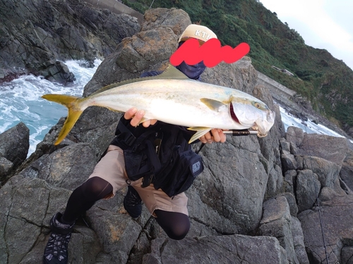 ヒラマサの釣果