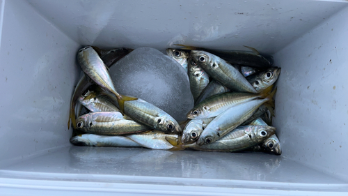 アオアジの釣果