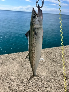 サゴシの釣果